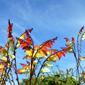Ipomoea lobata 'Jungle Queen' fleur